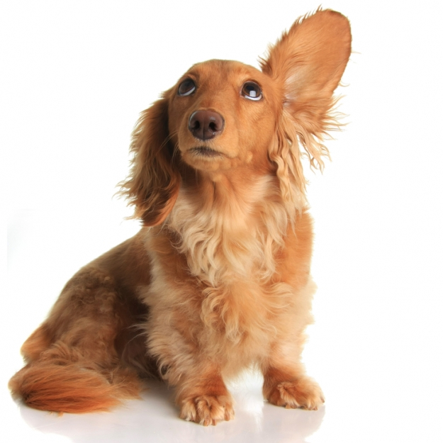 Obrázek DOUXO Care roztok na čištění uší a okolí očí pro psy a kočky 125 ml