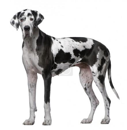 Obrázek FURMINATOR Vyčesávací hrablo XL pro obří plemena psů s krátkou srstí 1 ks (2)