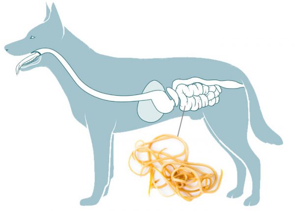 Obrázek CANIVERM Perorální pasta pro psy a kočky 10 ml