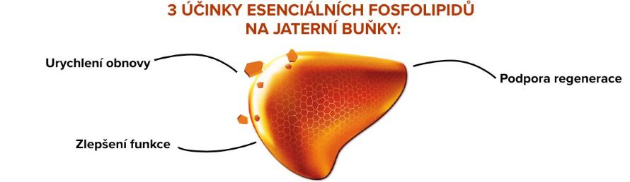 Obrázek ESSENTIALE Forte 600 mg 30 tobolek (4)