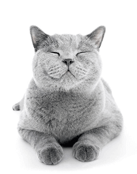 Obrázek FELIWAY Classic difuzér pro uklidnění kočky 48 ml