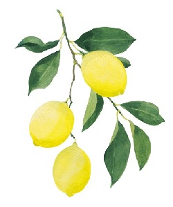 Obrázek WELEDA Citrusový osvěžující olej 100 ml (2)