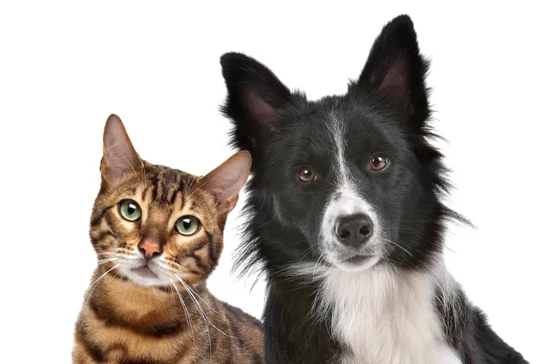 Obrázek DOUXO S3 Pyo čisticí tampony pro psy a kočky 30 ks