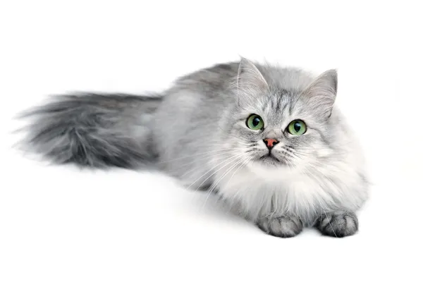 Obrázek FURMINATOR Vyčesávací hrablo M/L pro dlouhosrsté kočky středních a velkých plemen 1 ks (2)