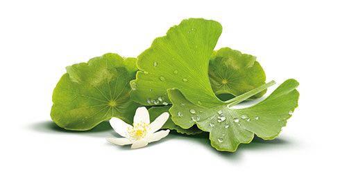 Obr&aacute;zek GS Ginkgo 40 + Gotu kola 40 + 20 tablet ZDARMA