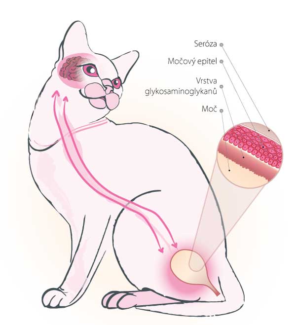 Obr&aacute;zek WEPHARM WeCysto pro kočky 100 ml (2)