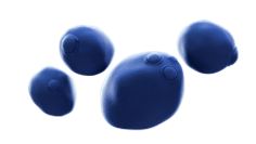 Obrázek ENTEROL 250 mg 30 tobolek (6)