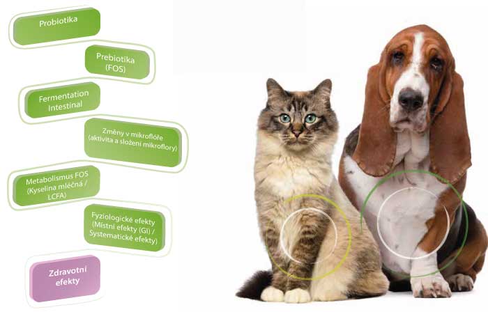 Obrázek WEPHARM WeBiotic Fast pro malá plemena psů a kočky 12 ml (2)