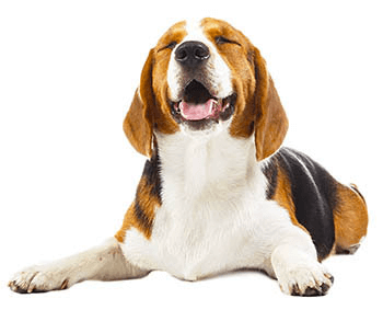 Obrázek CEVA ANIMAL Adaptil obojek 70 cm