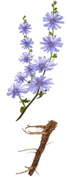 Obrázek 4SLIM Čekankový sirup originál 350 g (2)