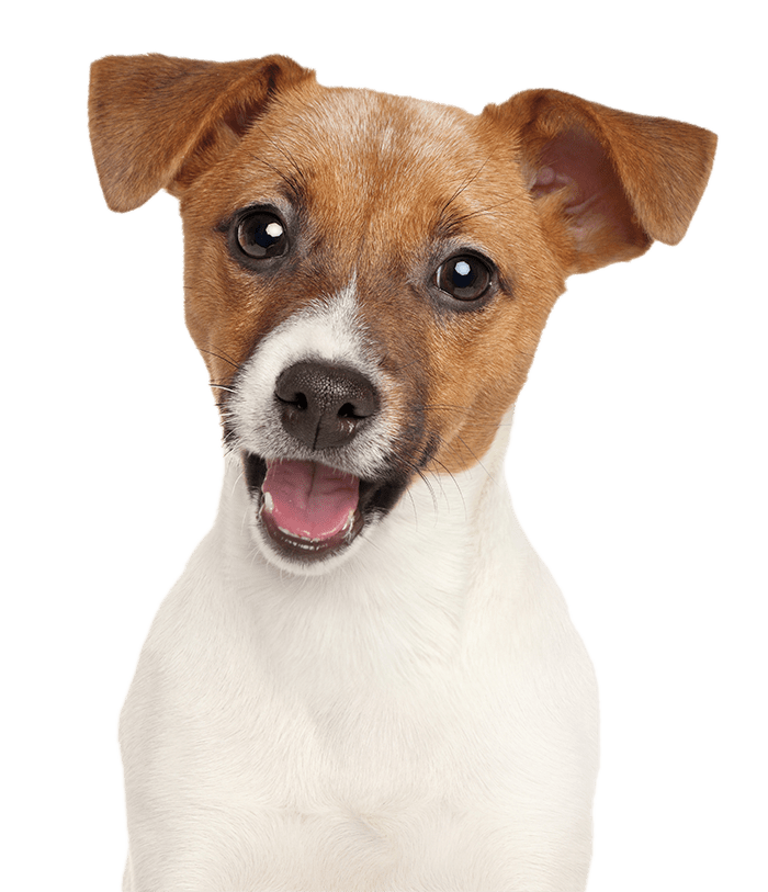 Obrázek ARPALIT NEO Šampon hypoalergenní pro psy a kočky 250 ml