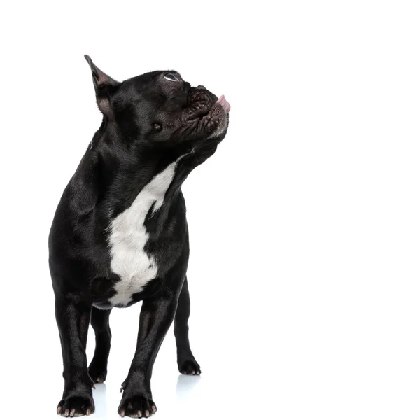 Obrázek FITMIN For Life Piškoty pro psy mini 180 g