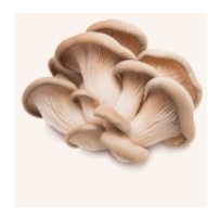 Obrázek TEREZIA Hlíva ústřičná + lactobacily 60 + 60 kapslí ZDARMA