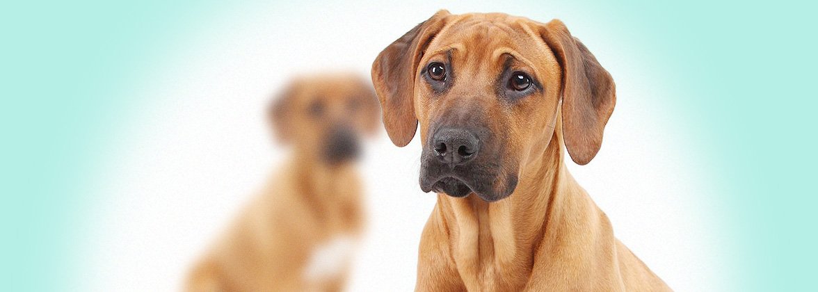 Obr&aacute;zek VETERICYN Hydrogel ve spreji na kůži a r&aacute;ny pro v&scaron;echna zv&iacute;řata  88,5 ml