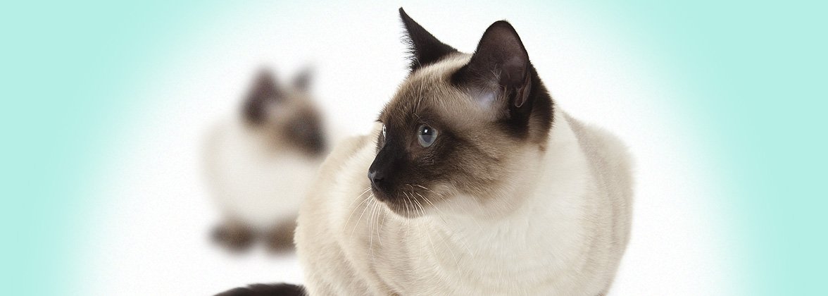 Obr&aacute;zek VETERICYN Hydrogel ve spreji na kůži a r&aacute;ny pro v&scaron;echna zv&iacute;řata  88,5 ml (2)