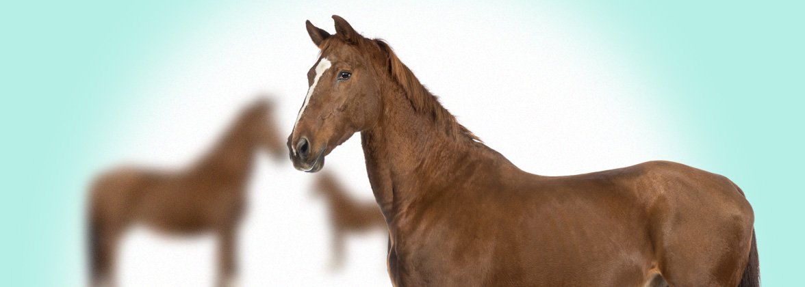 Obr&aacute;zek VETERICYN Hydrogel ve spreji na kůži a r&aacute;ny pro v&scaron;echna zv&iacute;řata  88,5 ml (5)