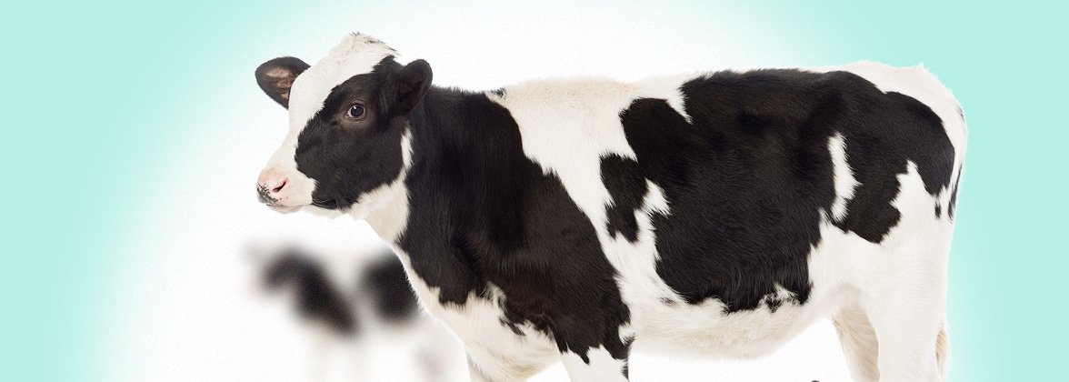 Obr&aacute;zek VETERICYN Hydrogel ve spreji na kůži a r&aacute;ny pro v&scaron;echna zv&iacute;řata  88,5 ml (4)