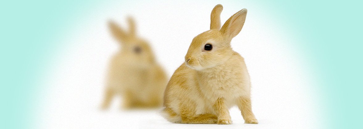 Obr&aacute;zek VETERICYN Hydrogel ve spreji na kůži a r&aacute;ny pro v&scaron;echna zv&iacute;řata  88,5 ml (3)