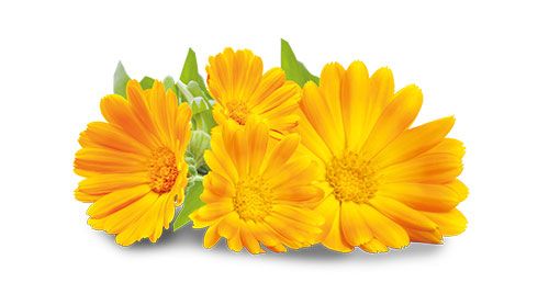 Obr&aacute;zek GS Betakaroten s měs&iacute;čkem 30 kapsl&iacute;