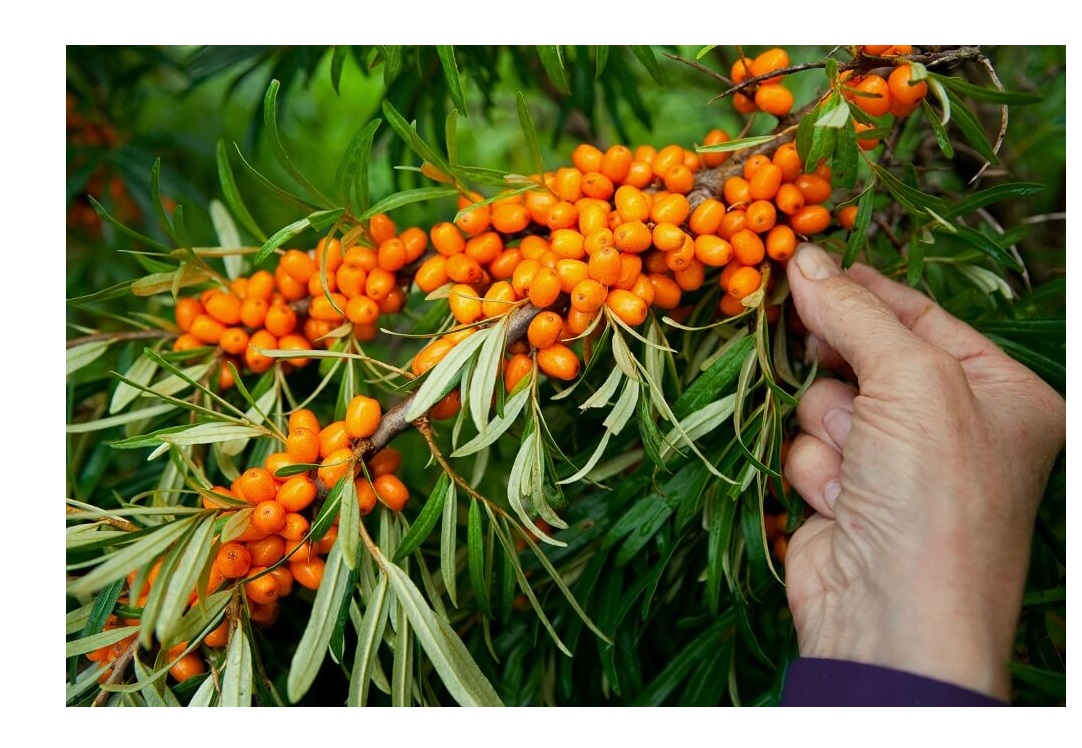 Obrázek HIMALYO Rakytník kapsle 60 ks BIO