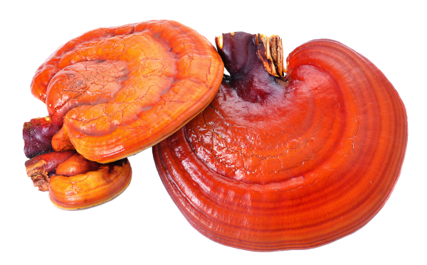 Obr&aacute;zek GLENMARK Eskeri podporuj&iacute;c&iacute; imunitu 30 kapsl&iacute; (2)