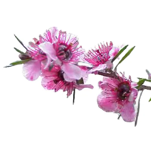 Obrázek THE ORGANIC PHARMACY Deodorant Spray 50 ml