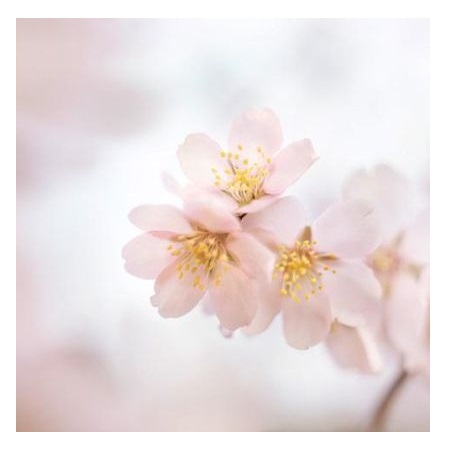 Obr&aacute;zek WELEDA Mandlov&eacute; tělov&eacute; ml&eacute;ko na citlivou pokožku 200 ml