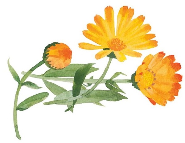 Obrázek WELEDA Měsíčkový dětský šampón 200 ml