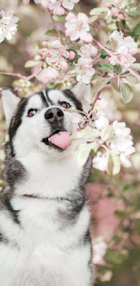 Obr&aacute;zek ZOLUX H&aacute;rac&iacute; kalhotky čern&eacute; 1 ks