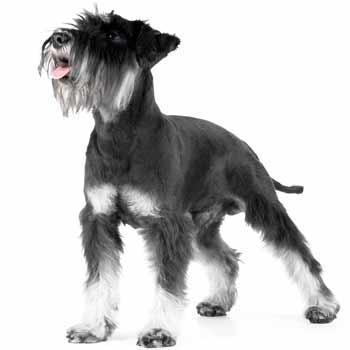 Obr&aacute;zek FURMINATOR Vyčes&aacute;vac&iacute; hrablo M pro středn&iacute; plemena s kr&aacute;tkou srst&iacute; 1 ks (2)