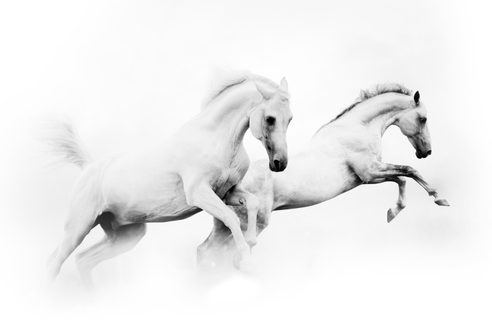 Obrázek FURMINATOR Equine vyčesávací hrablo pro koně 1 ks (2)