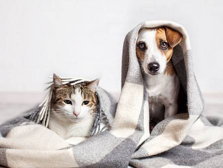 Obrázek FURMINATOR kartáč Bathing Brush pro psy a kočky 1ks