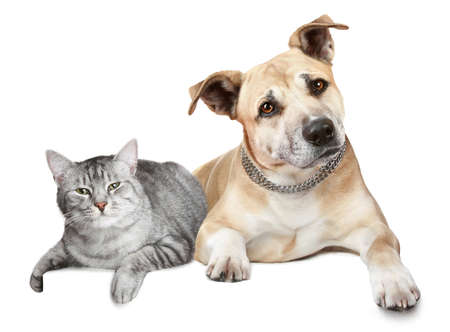 Obrázek DOUXO S3 Calm pěna pro psy a kočky 150 ml