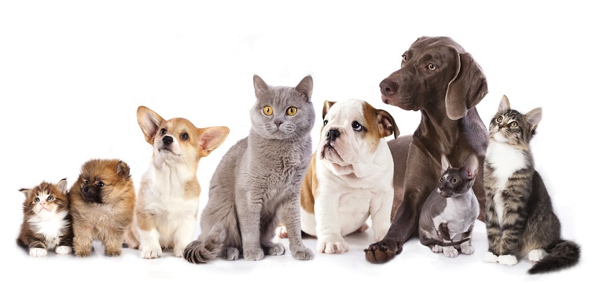 Obrázek DOUXO Seb spot-on pro psy a kočky 25 x 2 ml