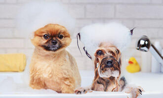 Obrázek ATTITUDE Furry Friends Přírodní zklidňující šampon pro zvířecí mazlíčky s ovsem 473 ml