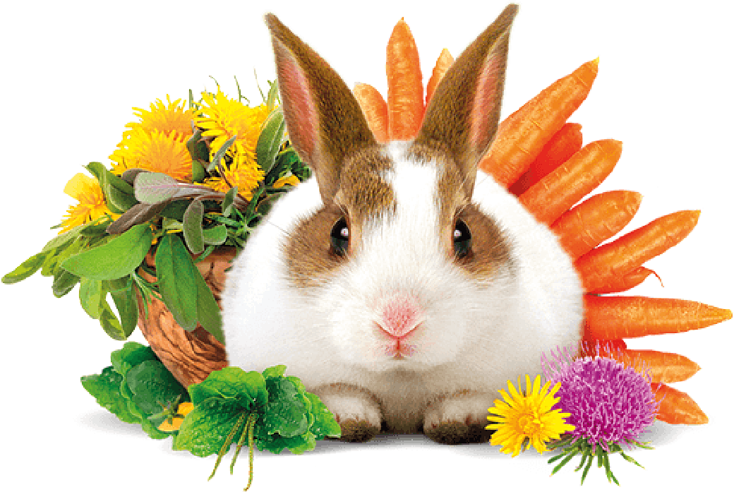 Obrázek BRIT Animals rabbit adult complete krmivo pro králíky 3 kg